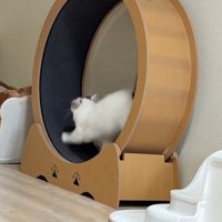 緩やかな猫