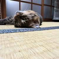 寝転ぶ猫