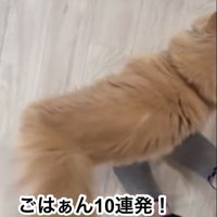 鳴いている猫
