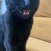 飼い主の前に座って返事をする黒猫