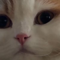 猫の顔