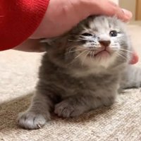 なでられている子猫