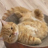ペット用ベッドの上に寝転がる猫