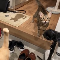 鳴いているティガーくん