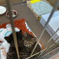 ケージの中で向かい合ってくっつく子猫たち