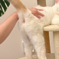 おしりを向ける猫