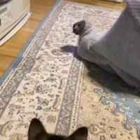 セーターに入った猫