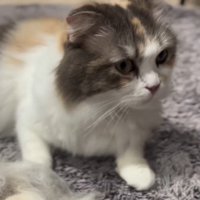 ブラッシングで抜けた毛の前に座って遠くを見つめる猫