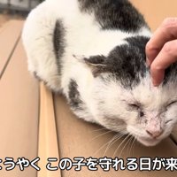 頭をなでられる猫