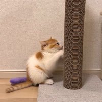 爪とぎに集中する猫
