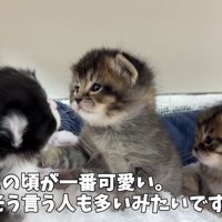 3匹の子猫