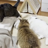 お母さんのそばに群がる猫達