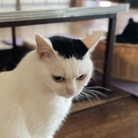 眉間に皺が寄っている白黒猫
