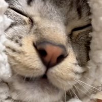 包まれる猫