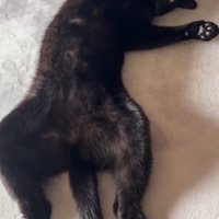 寝転がる猫