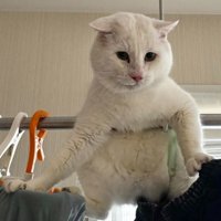 洗濯物と猫