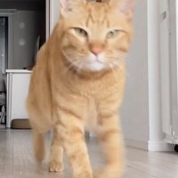 飼い主さんのほうに走ってくる茶トラ猫