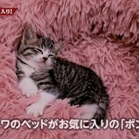 ふわふわのクッションで寝る子猫