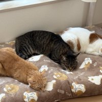同じ体勢で寝ている3匹の猫