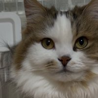 ケースに入った猫の顔