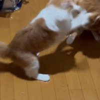 けんかする猫