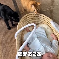 テロップ「固まる2匹」