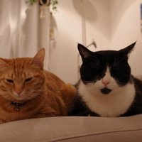 並んで座る2匹の猫