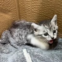 口を開ける子猫