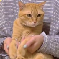 膝にのせられた猫