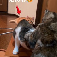 後ろで見ている猫