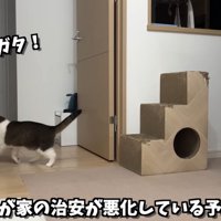 部屋に入ろうとする猫