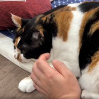 寝ている猫