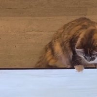 テレビの上の猫
