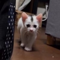 ゆっくりと飼い主に近づいてくる子猫