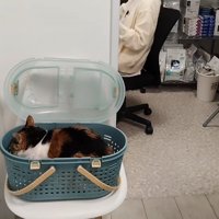 キャリーバッグの中に体を丸め込む