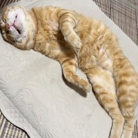 爆睡猫