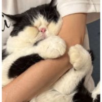 抱っこされている猫