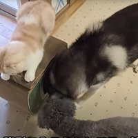 犬2匹と子猫2匹