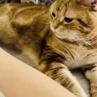 水入れの方を見るアメリカンショートヘア