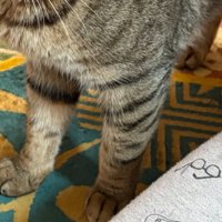 猫の足元