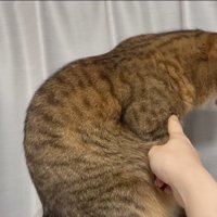 前足に指