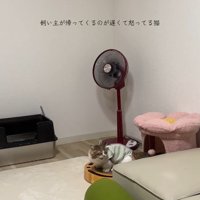 鳴いている猫