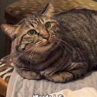 香箱座りをしているキジトラ「嫌いな人を耳と鼻で感じています」