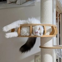 キャットタワーで寝る猫の顔