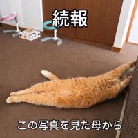 床の上でくつろぐ猫