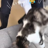 持ち上げられる猫