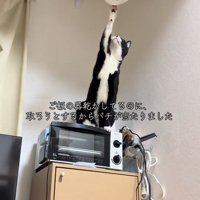 干してある器を右前足で触っている猫