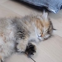 眠ってしまった子猫