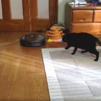 猫とロボット掃除機