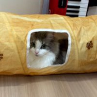 室内にいる猫